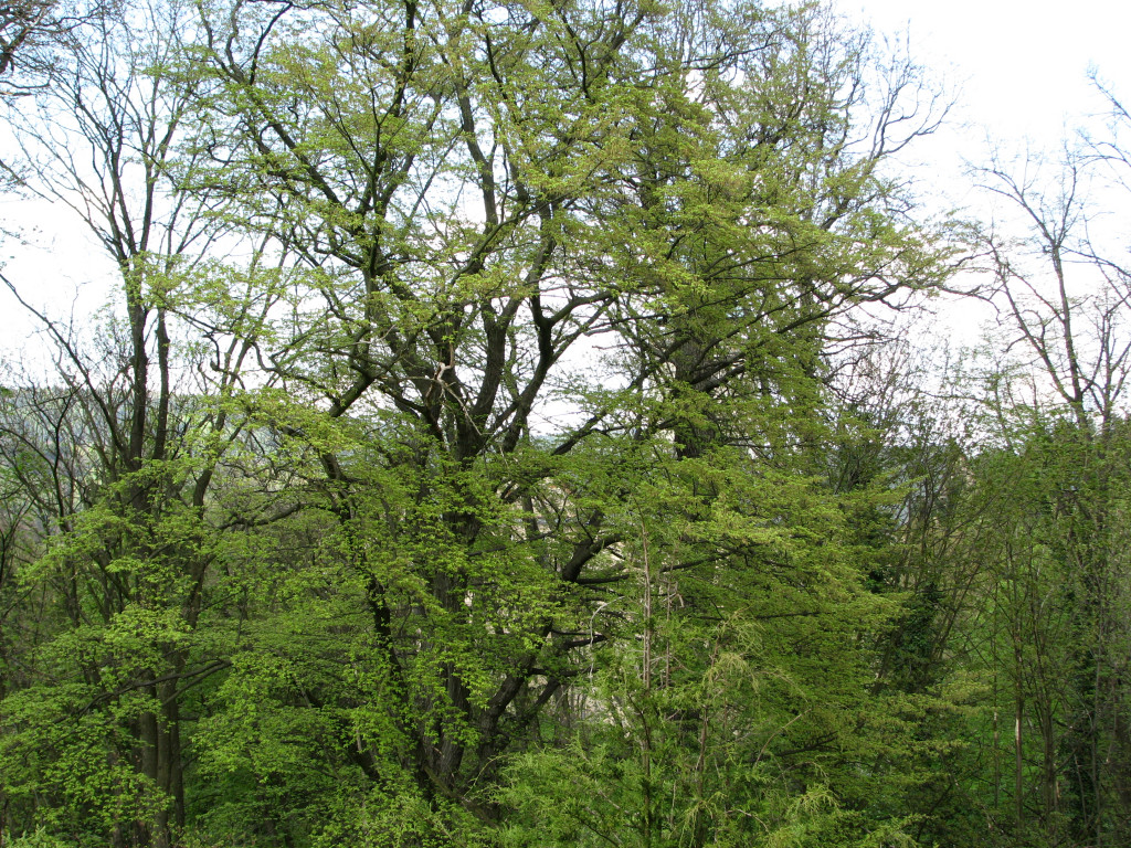 img_1020-kopie.jpg